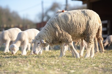 sheep with lamb on farm