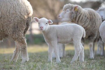 sheep with lamb on farm