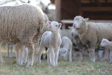 sheep with lamb on farm
