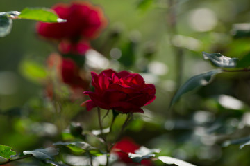 
Card. Beautiful red, scarlet rose in the garden on a sunny day. Copy space for text.