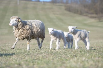 Fototapeta premium sheep with lamb on farm