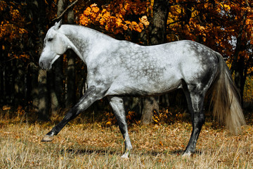 Grey stallion horse performs Spanish walk in autumn field