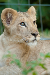 gros plan d'un jeune lionceau avec le regard joueur