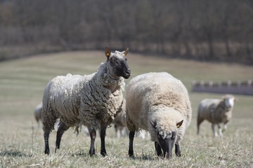 Obraz premium sheep with lamb on farm