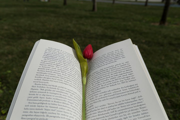 red tulip on the book at the outside.
