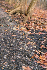 Autumn Tree