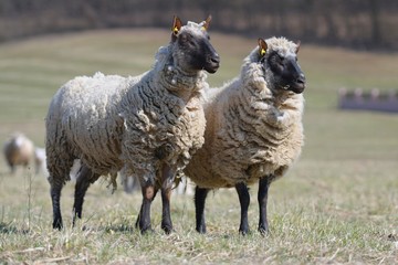 Obraz premium sheep with lamb on farm