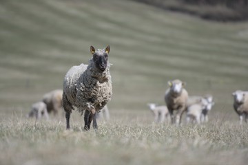 sheep with lamb on farm