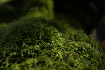 close up of green peat moss on the ground, sphagnum