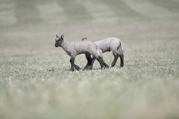 sheep with lamb on farm