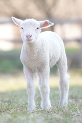 Fototapeta premium sheep with lamb on farm