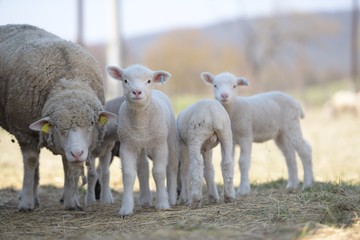 Fototapeta premium sheep with lamb on farm