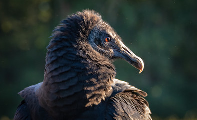 Black Faced Vulture at wildlife rehabilitation facility in Alabama.