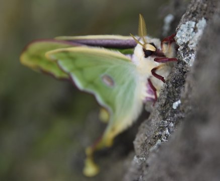 Luna Moth Emerging