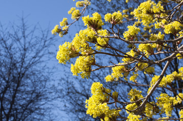 Branch with yellow flowers in spring