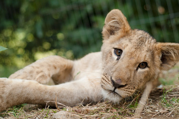 gros plan d'un jeune lionceau avec le regard joueur