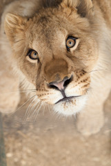 Fototapeta na wymiar gros plan d'un jeune lionceau avec le regard joueur