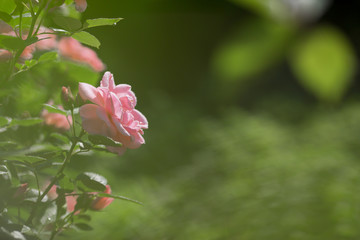 Card. Beautiful, delicate pink rose in the garden on a sunny day. Copy space for text.