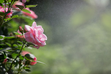 Card. Beautiful, delicate pink rose in the garden on a sunny day. Copy space for text.