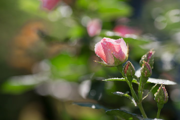 Card. Beautiful, delicate pink rose in the garden on a sunny day. Copy space for text.