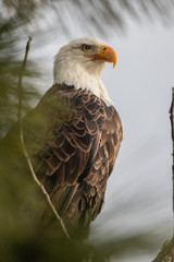 Portrait of a Bald Eagle