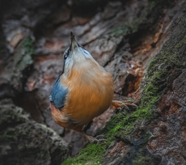 Kleiber schaut nach oben