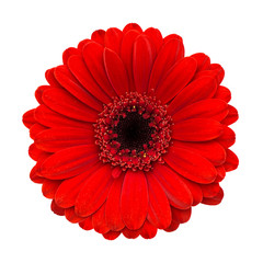 Red gerbera flower head isolated white background
