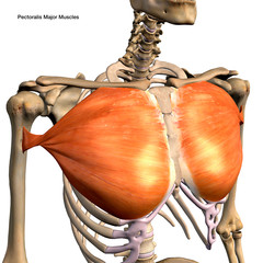 Pectoralis Major Muscles Isolated in Anterior View Labeled Anatomy on White Background - 335928950
