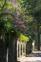Mon Repos national park in Corfu island, Greece