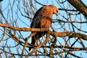 red kite