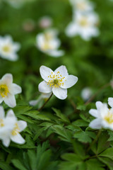 Close up of white anemone nemorosa flowers in the forest on sunny spring day. Wild anemone, windflowers, thimbleweed. Blurred background, shallow depth of field, selective focus.