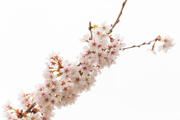 Bright pink and white cherry tree full blossom flowers blooming in spring time season near Easter, against blurred bokeh background