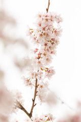 Bright pink and white cherry tree full blossom flowers blooming in spring time season near Easter, against blurred bokeh background