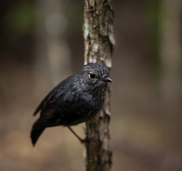 New Zealand North Island Robin 