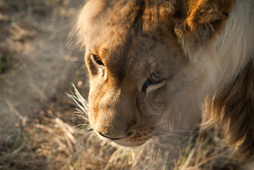 Lionne se reposant dans l'herbe