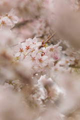 Bright pink and white cherry tree full blossom flowers blooming in spring time season near Easter, against blurred bokeh background