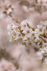 Bright pink and white cherry tree full blossom flowers blooming in spring time season near Easter, against blurred bokeh background