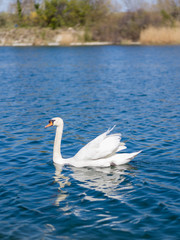 white swan on the lake