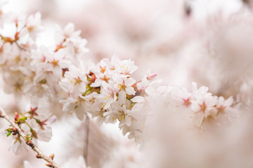 Obraz na płótnie Canvas Bright pink and white cherry tree full blossom flowers blooming in spring time season near Easter, against blurred bokeh background