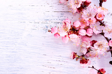 White apricot flowers on a pink background. Annual New Year.