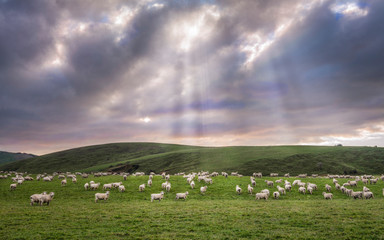 Obraz premium New Zealand nature at its best view, featuring some sheep at the background