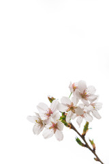 Fototapeta na wymiar Bright pink and white cherry tree full blossom flowers blooming in spring time season near Easter, against blurred bokeh background