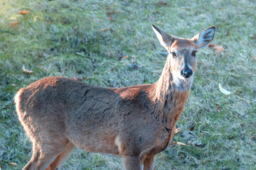 A close portrait of a young buck deer spending time in early spring at Minnesota