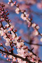Apricot blooming in the garden. Beautiful spring seasonal background good for greeting card, wedding invitation, web.