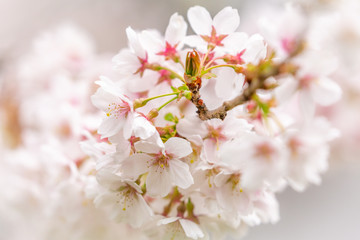 Bright pink and white cherry tree full blossom flowers blooming in spring time season near Easter, against blurred bokeh background