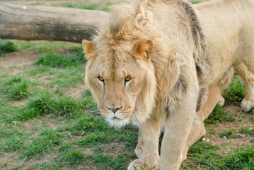 Gros plan d'une lion avec une belle crini&egrave;re en &eacute;t&eacute; avec un beau regard calme sur un gros tronc d'arbre
