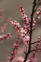 Apricot blooming in the garden. Beautiful spring seasonal background good for greeting card, wedding invitation, web.