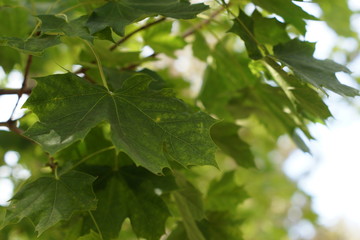 close of leafs on tree