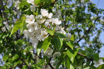 White flowers of a blossoming fruit tree in spring