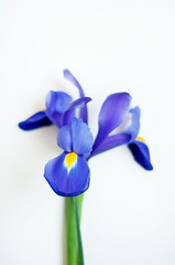 One blue iris on a white background. Beautiful spring flower.